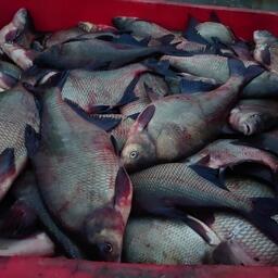 Права на промысел башкирской рыбы разыграют в Самаре