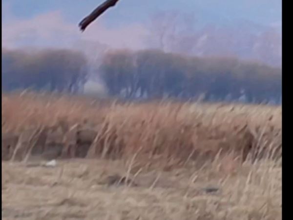 Пожары выгоняют оленей из мест обитания в ПриморьеВ Хасанском районе горит растительность, олени спасаются бегством.