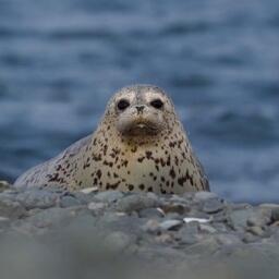 На юге Приморья посчитали новых тюленят