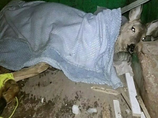Косуля не выжила после нападения стаи собак в УфеЛесного жителя с множественными укусами от нападения собак передали в центр спасения.