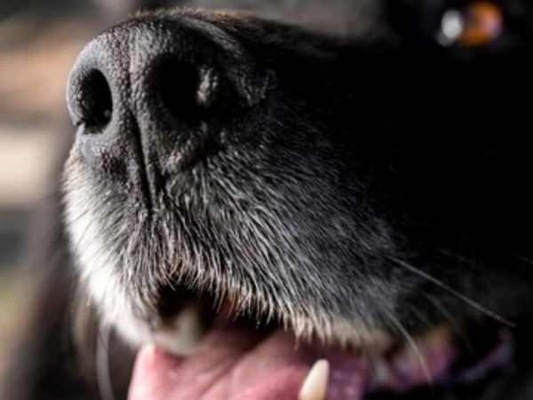 Курильский суд встал на сторону покусанной собакой девочкиПо иску прокуратуры к владельцу пса суд вынес решение в пользу пострадавшей.