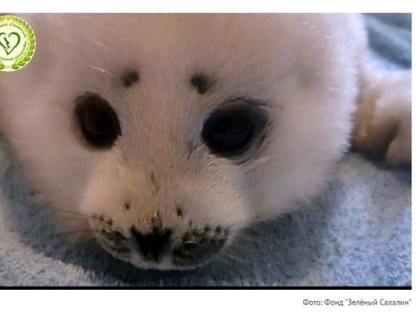 Маленького детеныша тюленя нашли на СахалинеНайденышу  всего неделя от роду, ему еще нужна помощь матери, которая, видимо, погибла.