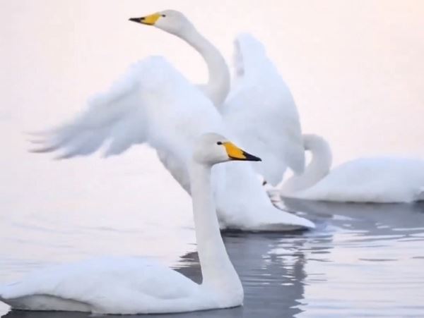 Лебеди безошибочно находят кладку икры нерки на Курильском озереНерка имеет огромное значение для поддержания экосистемы Курильского озера, говорят ученые.