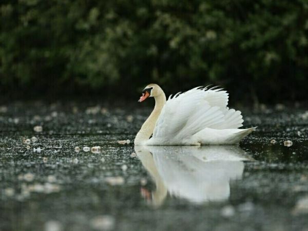 Первые лебеди осмелились и прилетели на Сахалин (видео)В Невельском районе еще прохладно, но уже появились красивые белые птицы.