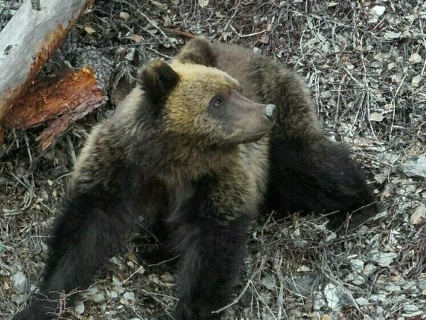 Алтайские медведи просыпаются после зимней спячкиПервого после окончания зимы медведя заметили в районе Телецкого озера сотрудники заповедника.