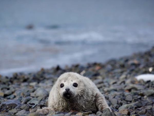 В Дальневосточном морском заповеднике посчитали детенышей тюленяЗа сезон размножения на побережье Тихого океана появилось более 1200  детенышей пятнистого тюленя - обитателя Дальнего Востока и Курил.