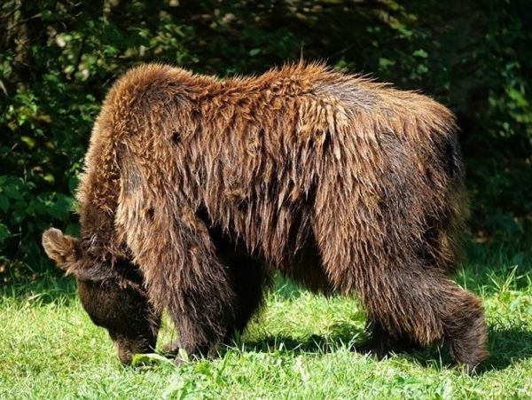 Бурый медведь и сова могут покинуть Красную книгу Татарстана