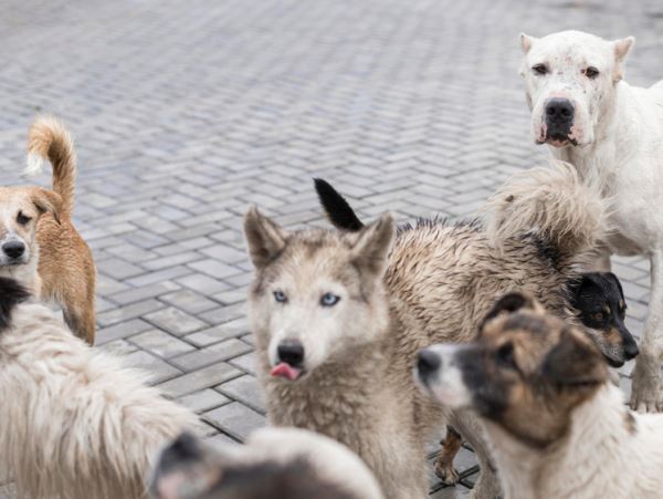 В Приморье участились случаи нападения бездомных псов на копытныхСбивающиеся в стаи собаки начинают атаковать беззащитных косуль.
