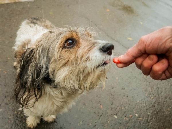 В Новой Москве появились догхантеры: владельцы собак бьют тревогуСобачники все чаще натыкаются на смертельно опасные для собак приманки.