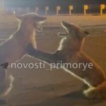 Сосиска раздора: лисы чуть не поубивали друг друга в Приморье Поединок двух лисиц заметили на острове Русский прохожие
