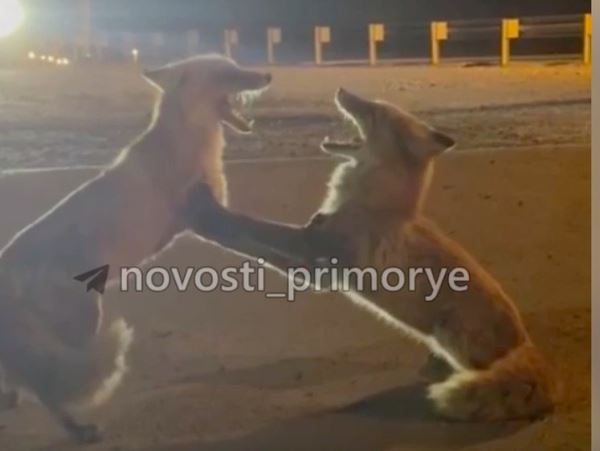Сосиска раздора: лисы чуть не поубивали друг друга в Приморье Поединок двух лисиц заметили на острове Русский прохожие.