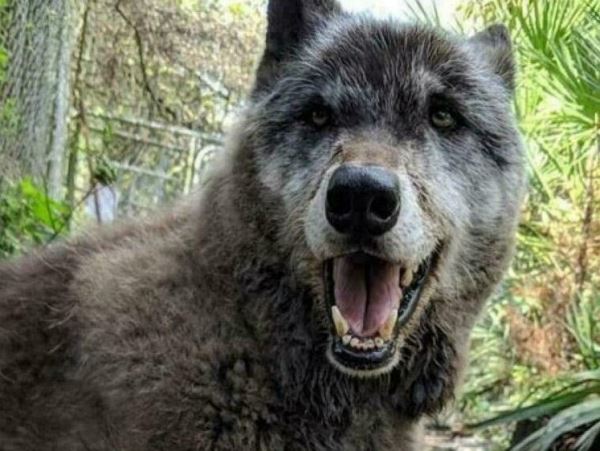 В Краснодарском крае открывается официальная охота на волкособов